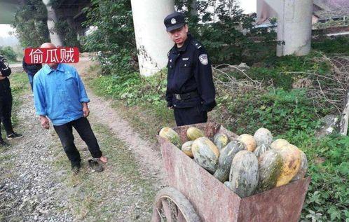 成县网红吃瓜事件真相,真相背后的网络狂欢与反思